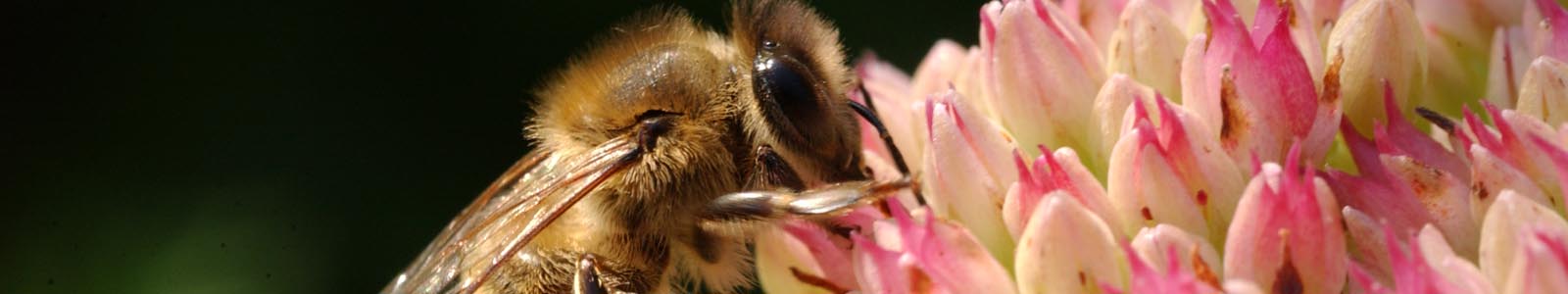 Biene an rosa-weißer Blüte © Dienstleistungszentren Ländlicher Raum
